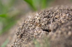 An ant, coming out of his tiny anthill.